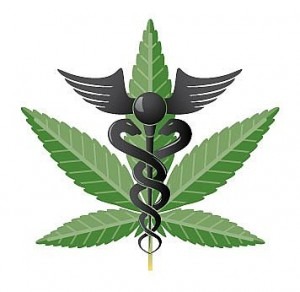 Marijuana Medical Breakthrough or Carcinogenic Agent -Marijuana-plant-2 Pic - Beat Cancer Blog
