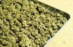 Marijuana Medical Breakthrough or Carcinogenic Agent - weed pic (2)