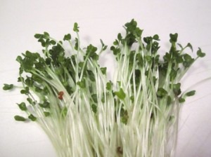 Health Value of Sprouts: Broccoli Sprouts Beat Cancer - Sprouts Pic - Beat Cancer Blog