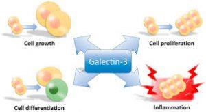 galectin-3- Beat Cancer Blog