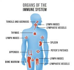 Rebounding Exercise Affects Your Immune System -immune-system101 Pic- Beat Cancer Blog