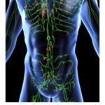 lymphatic system 01 - Beat Cancer Blog