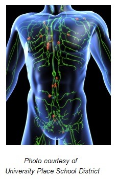 lymphatic system 01 - Beat Cancer Blog