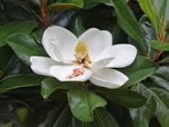 magnolia-honokiol - Beat Cancer Blog