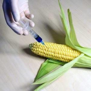 Top 5 Cancer-Causing Foods - GMO-CORN - Beat Cancer Blog