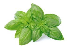 Can Basil Help You Fight Cancer -Fresh basil leaves Pic - Beat Cancer Blog