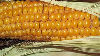 Corn - beat cancer blog