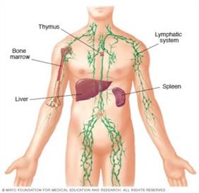 lymphatic-system - Beat Cancer Blog
