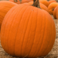 pumpkins Beat Cancer Blog